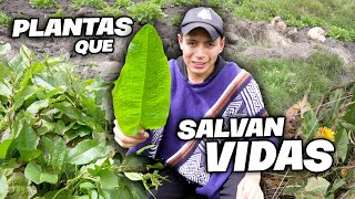 PLANTAS DEL PÁRAMO QUE SALVAN VIDAS | John Valverde