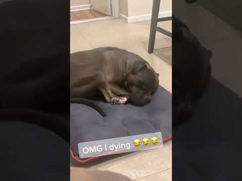 Funny Animals -