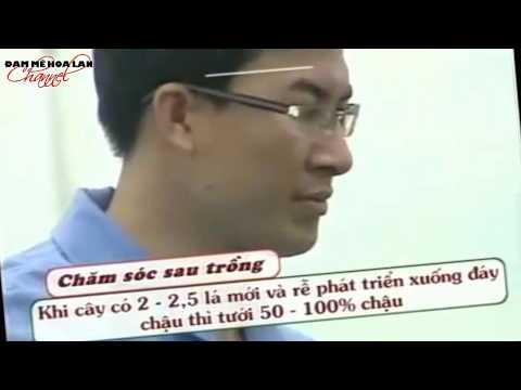 Hướng dẫn kỹ thuật trồng và chăm sóc Lan hồ điệp | Foci