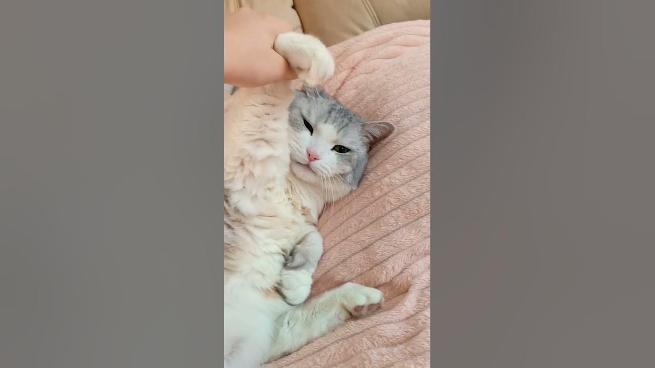 Котик Вася (на даче) - YouTube
