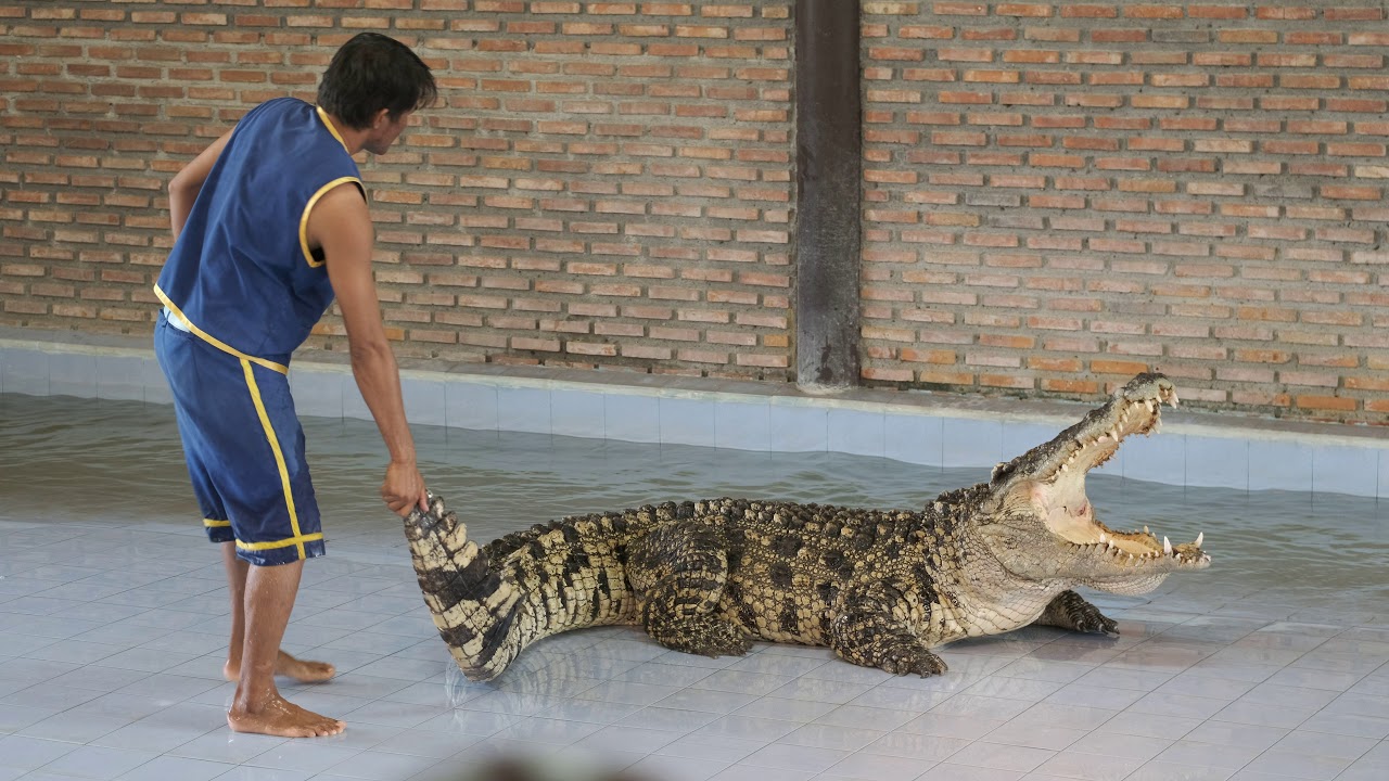 Samutprakarn Crocodile Farm (Show - Part 5)