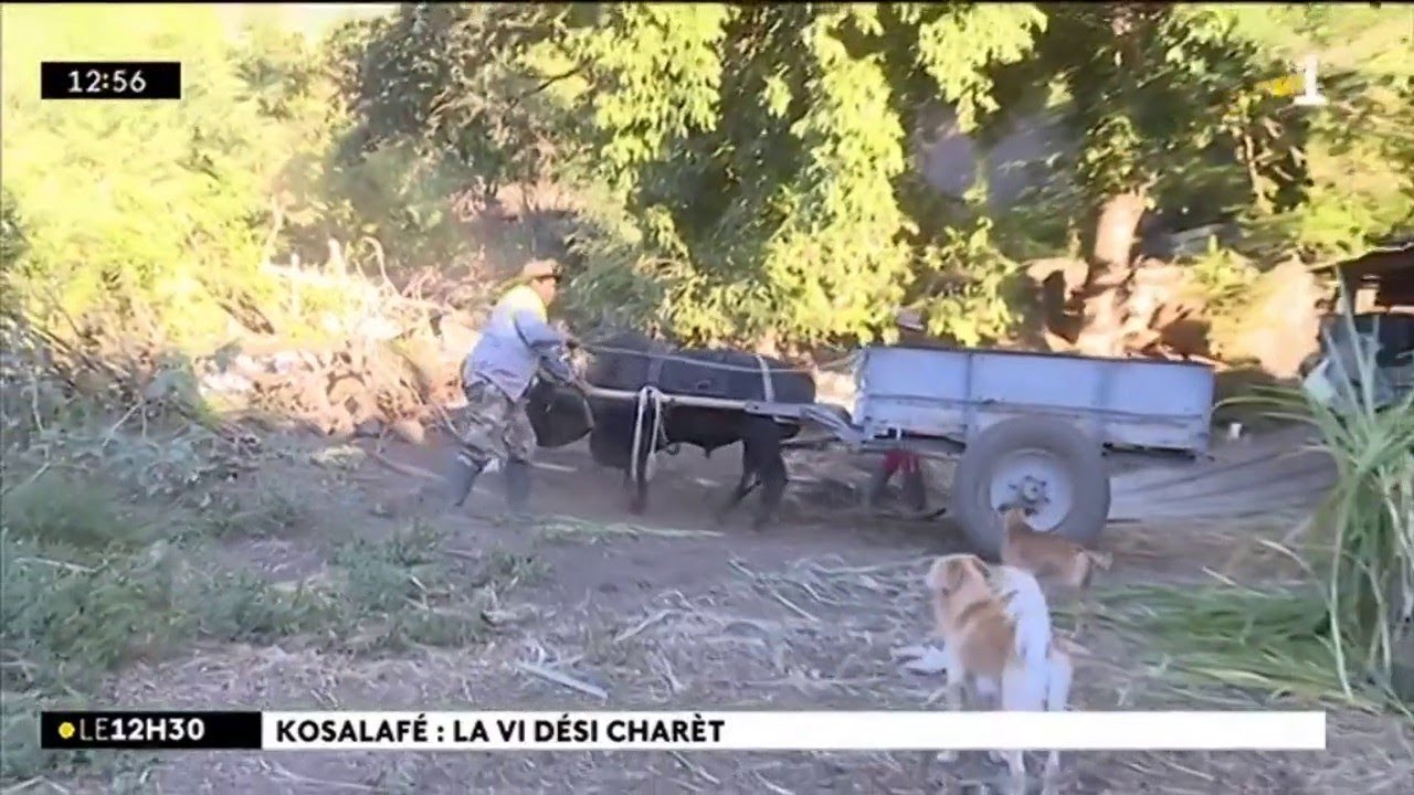 Kosalafé : charretier