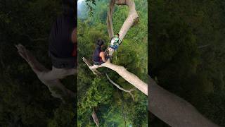 climb a tall tree #climbing #honeybeesting #nature #honeybird