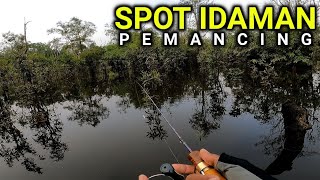 SURGANYA MANCING IKAN TOMAN BUNGA ( IKAN KERANDANG )