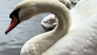Swan Pair (Miles & May) Giving The Final Chase To An Intruder. November 1, 2023