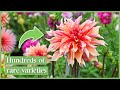 Inside A Dahlia Farm: Our Exclusive Tour of 144 Varieties | Life In Bloom