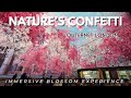 Immersive blossom  natures confetti at outernet london