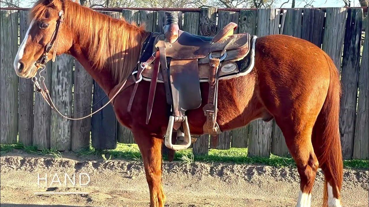 Hand Lot 49 Clovis Horse Sale YouTube