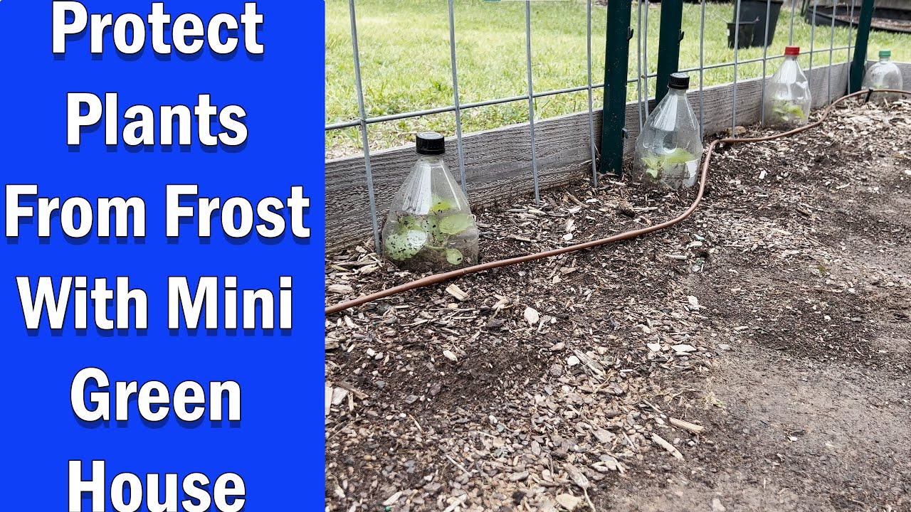 Protect Plants from Frost - YouTube