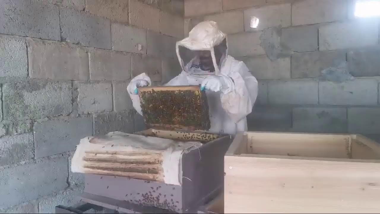 الفرزة الثانية للسمرة الادوار