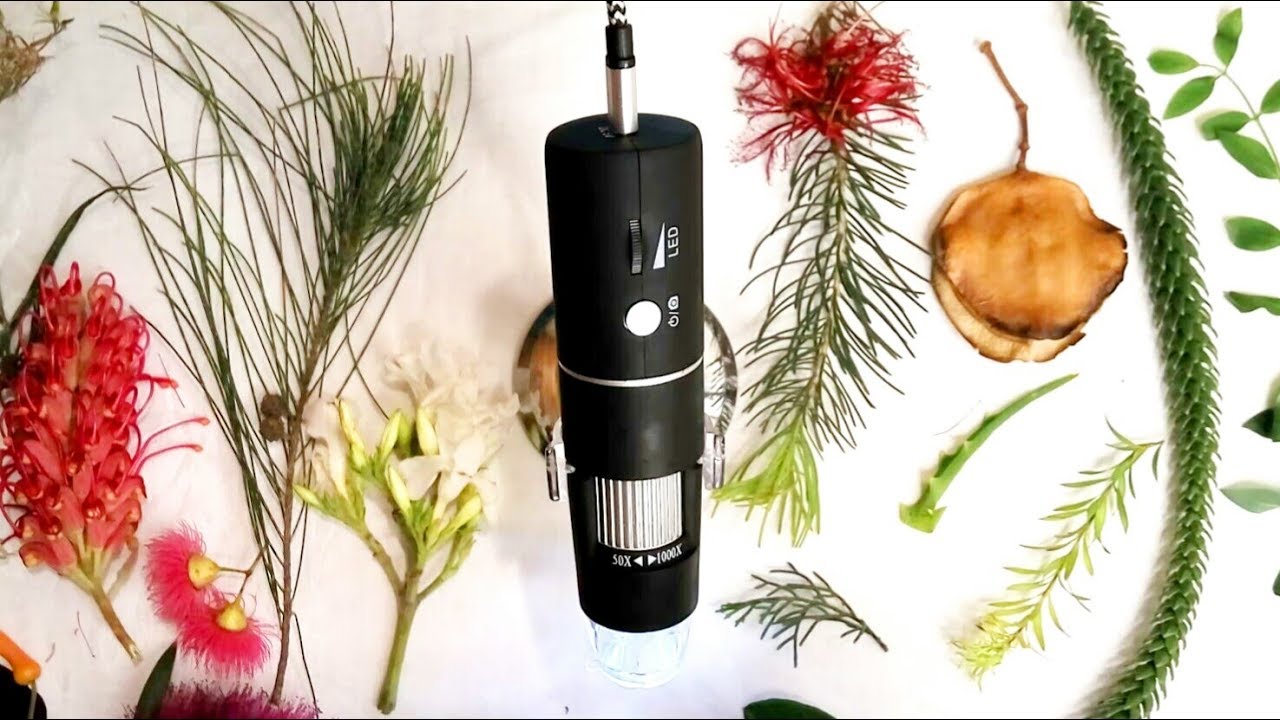 Relax as We Explore the Microscopic World of Plants ASMR