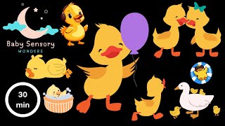 Baby Sensory | Dancing Ducks| Nature Fun For Kids Dance Party
