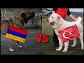 🇦🇲Гампр VS  🇹🇷Алабай. армянский гампр🇦🇲  против  Турецкого Алабая 🇹🇷!!!