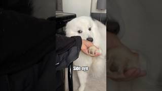 New trend for Side Eye Anthem#shorts #samoyed #dog #cute #funny