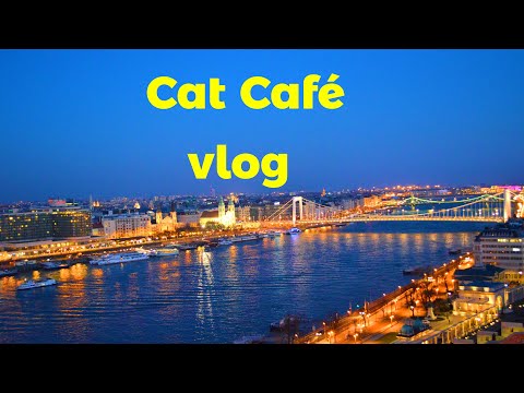 Cat Café vlog