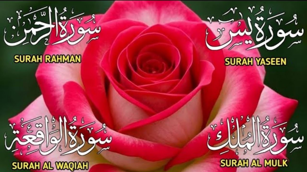 Surah Yaseen Surah Ar Rahman|Best Quran Recitation |Surah Yasin Tilawat| Surah Mulk |Ep 028 