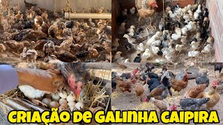 Criação De Galinhas Caipiras, Pintinhos E Frangos