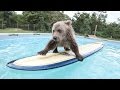 Cute Baby Bear Rides Surfboard