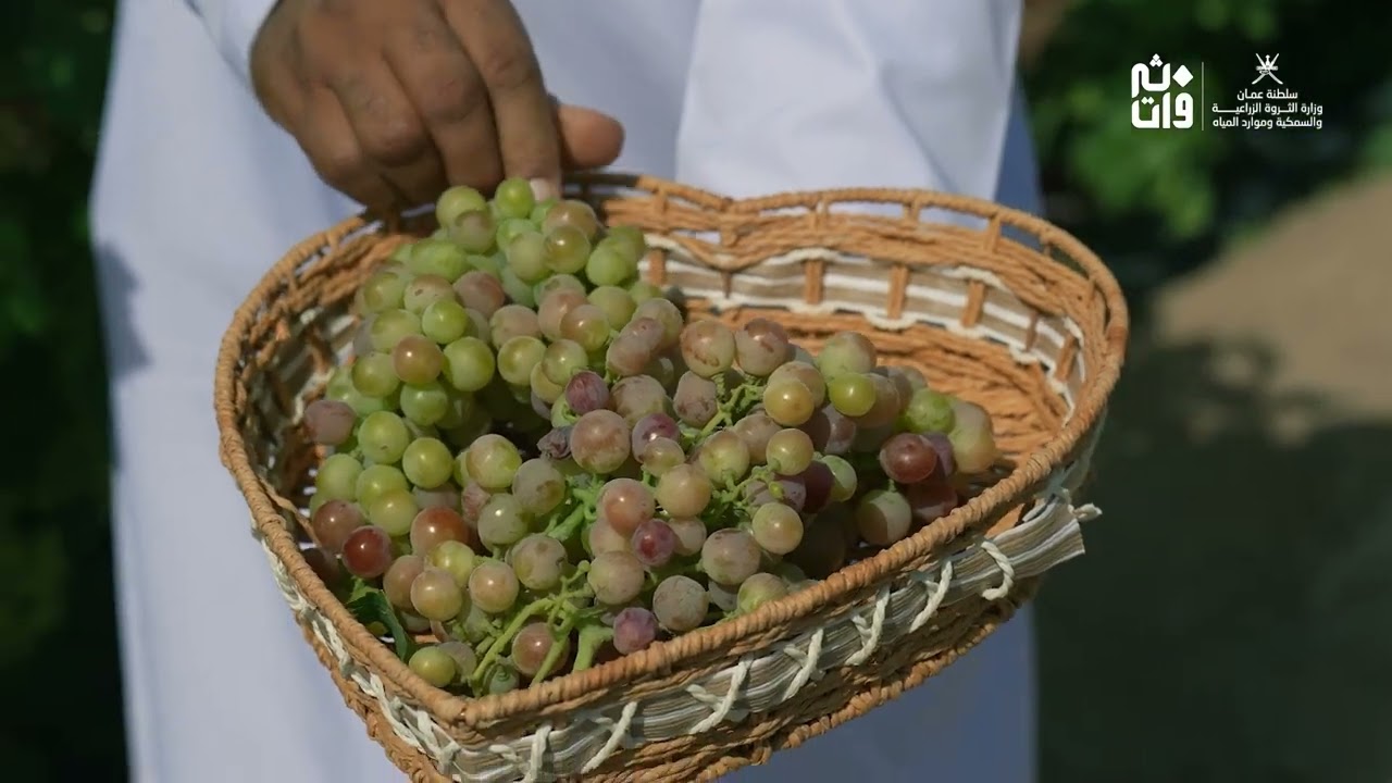 العنب في سلطنة عُمان 2025