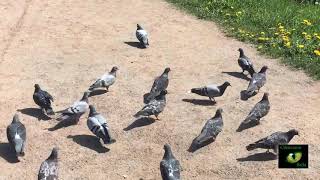 Видео От Ожирения Женская привлекательность Ритуалы Обряды Заговоры Оберег (автор: Светлана Веда)