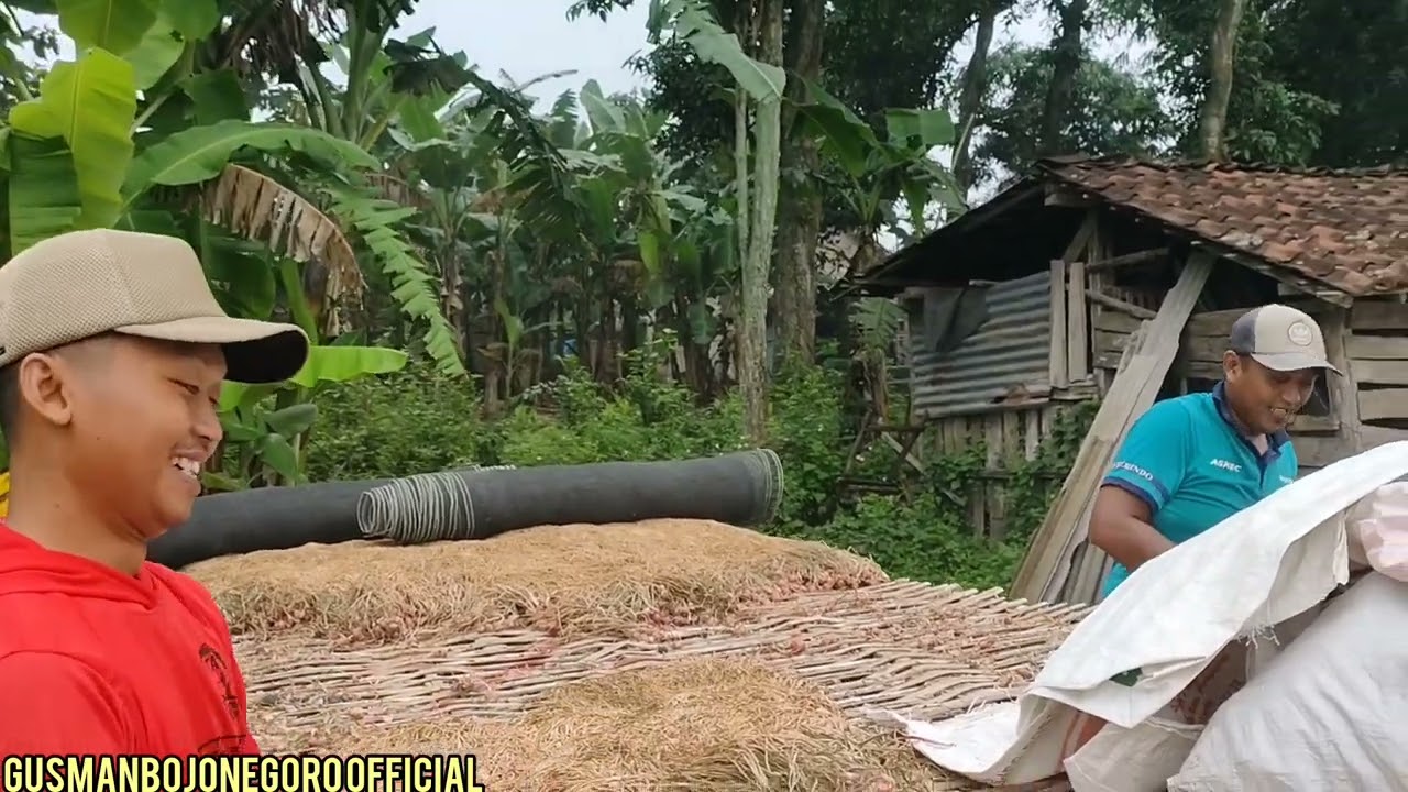 PROSES SETELAH PENJEMURAN BAWANG MERAH YANG AKAN DI BUAT BIBIT /NGANJUK