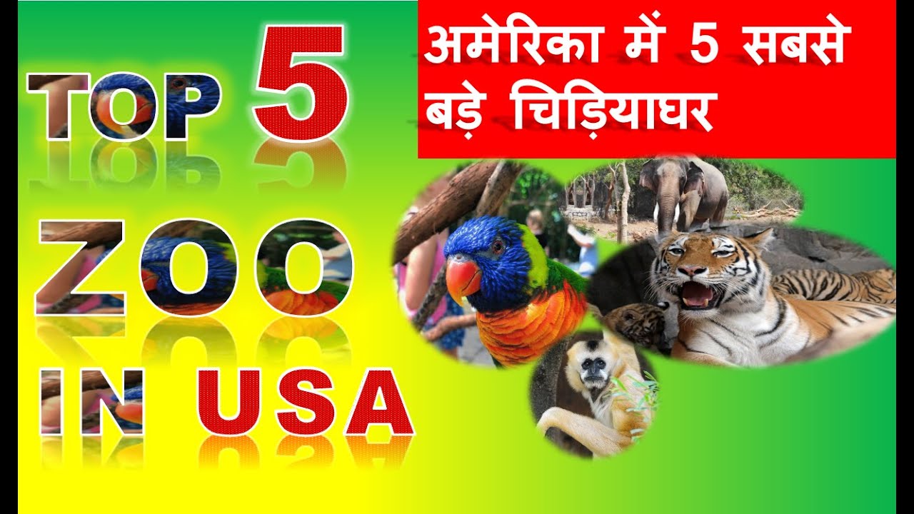 TOP 5 ZOO IN USA. YouTube