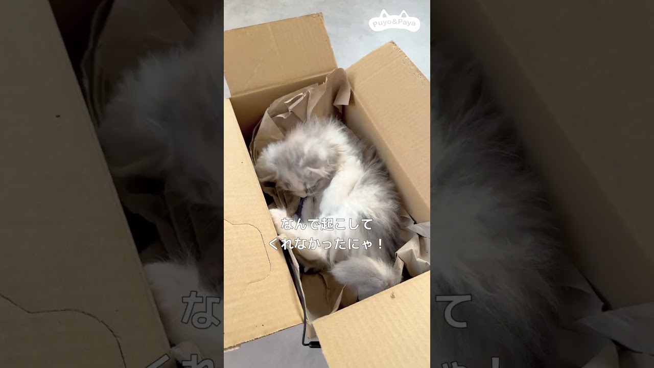 大好きなおもちゃ（魚）と足を間違える子ネコ