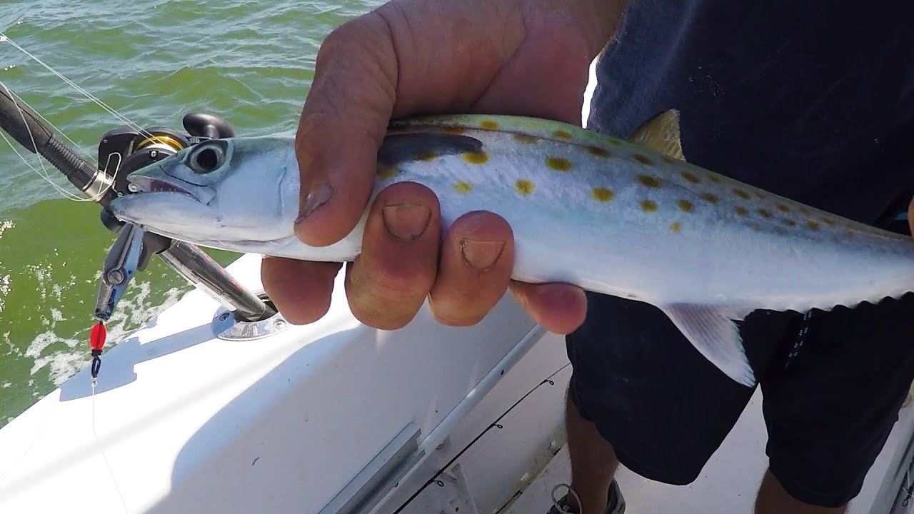 Spanish Mackerel Fishing: Trolling Spoons 