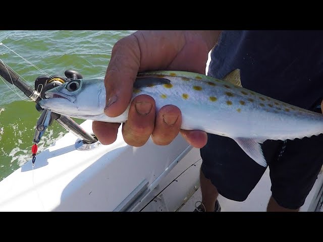 Spanish Mackerel Fishing: Trolling Spoons 