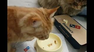 #ВКУСНЫЕ САЙДЫ #СМЕШНЫЕ КОШКИ #Cats try fast food by  CAT HOUSE IN BUCHA 98 views 5 months ago 4 minutes, 29 seconds