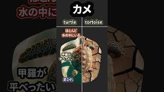 インド亜大陸のカメ　ドイツ語版　Die Schildkröten des‥ YouTube