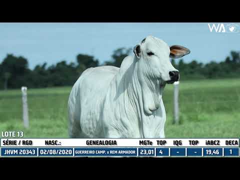 LOTE 13 - JHVM 20343 - 3º LEILÃO TERRA BRAVA, CAMPARINO E GENÉTICA ADITIVA - EXPOZEBU 2021