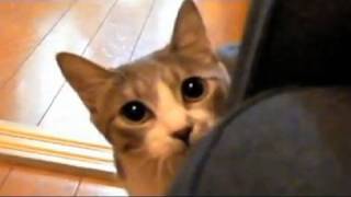 CNET Tech Review: Cat videos? On YouTube? GTHO!