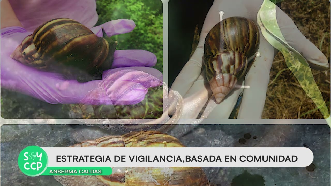 Caracol Africano