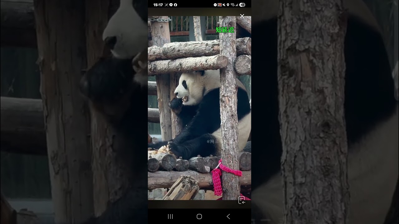 阿三看熊貓錄頻分享🐼 1月13號 小萌蘭吃播時間 下午3點加餐