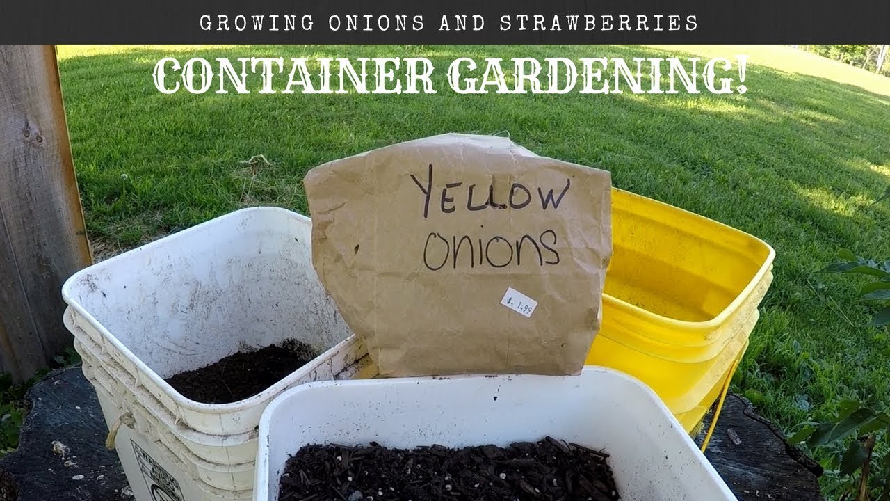 Gardening in Containers! | Growing Onions, Strawberries, and more in