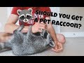 Should You Get a Pet Raccoon?