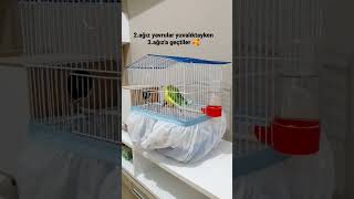 Muhabbet Kuşu Çiftleşmesi