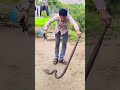 Indian practical cobra snake 🐍#snake #trending #shorts#forest #viral #reels