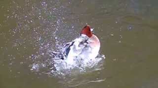 Super Slow Motion Camera Test - Duck Splashing