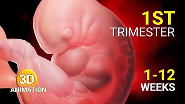 First Trimester Pregnancy Explained | Baby Development Week by Week (1–12 Weeks) | 3D Animation