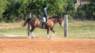 Alyson- Hunter Under Saddle Class