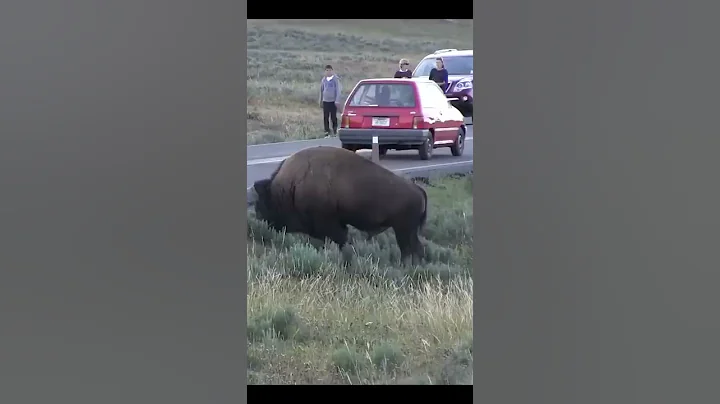 Why You Leave Bison Alone at Yellowstone #Shorts