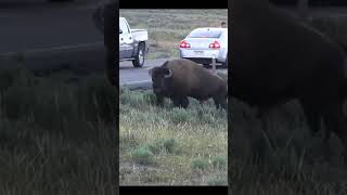 Why You Leave Bison Alone at Yellowstone #Shorts