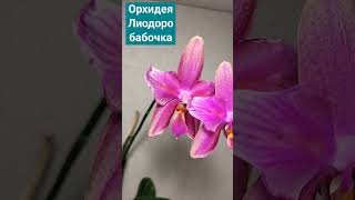 Орхидея Лиодоро бабочка домашнее цветение. потрясающий аромат