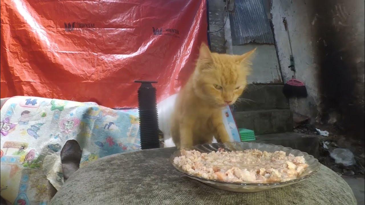 persian cat is sick with sneezing and runny nose but still eats a