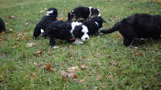 Mini Sheepadoodle Puppies For Sale
