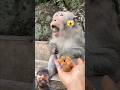 noughty monkey 🐒