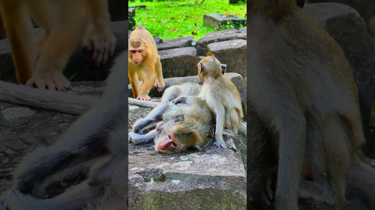 💗🐾 A tender moment where a mother’s love becomes a shield