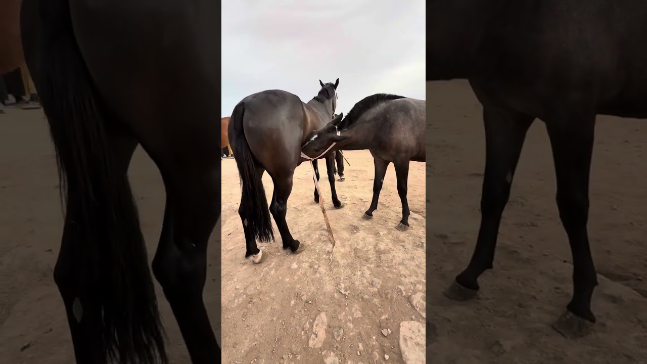 برطاج خوتي والمشاركة 11 juin 2025 سوق الخيل في ولاية بلعباس الجزائر